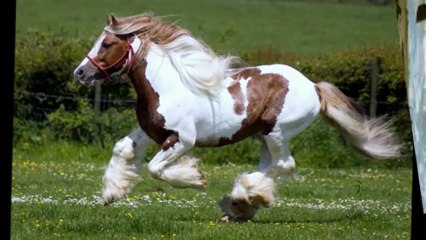 Antonio Aguilar - caballo alazan lucero