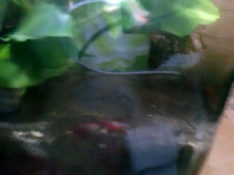 Fécondation Red Cherry