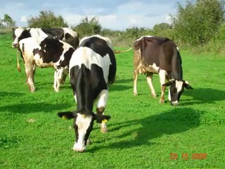 Mera ückülü,mera kanunları,mera bitkisi,mera bitkileri