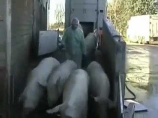 Verona - Fermato trasporto illegale di animali (21.01.13)