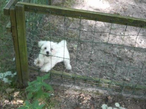 3 femelles bichons maltais