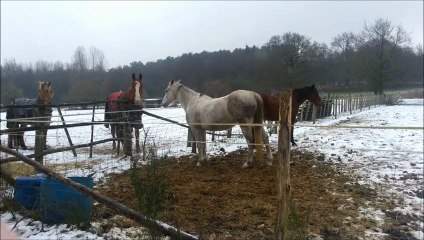 Pash de bonne humeur