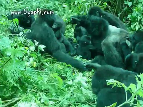 Baby Gorilla, Gorilla safaris in Uganda