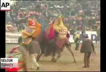 championnat de bataille de dromadaire