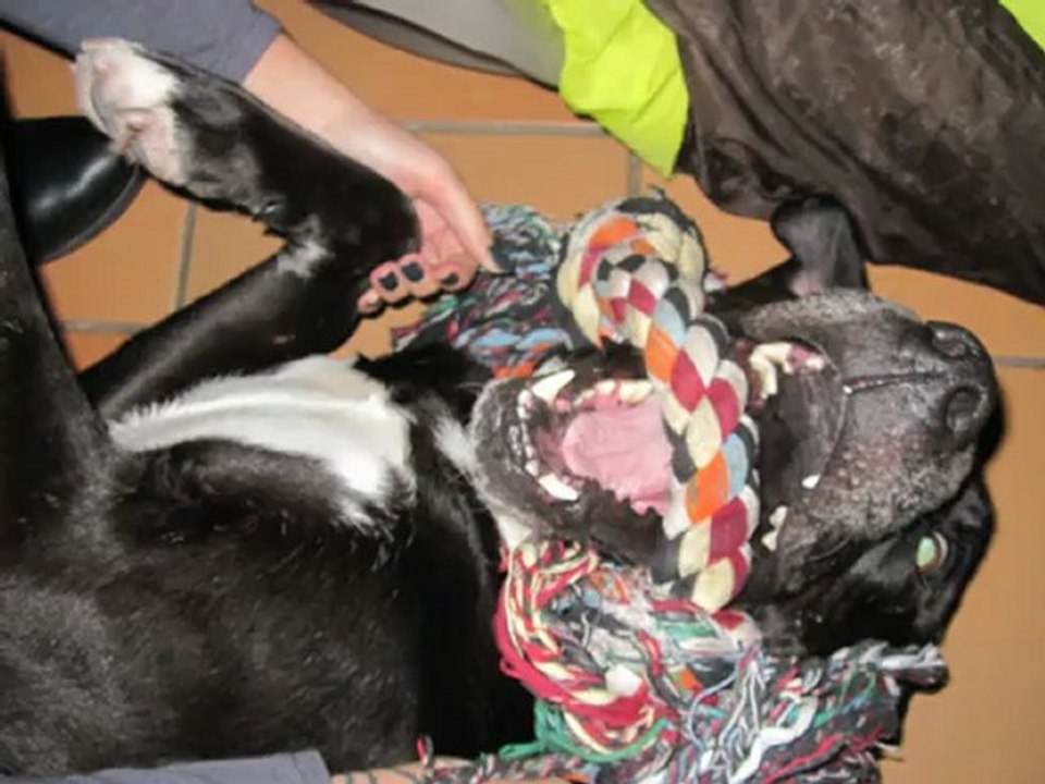 Gohan - Croisé Labrador adopté à 3 ans 1/2 au refuge de Filémon (80).