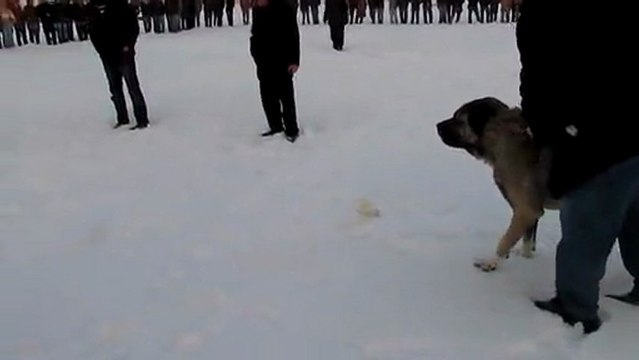 karabaş ve deliyürek