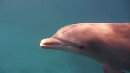 Nage avec les dauphins 1