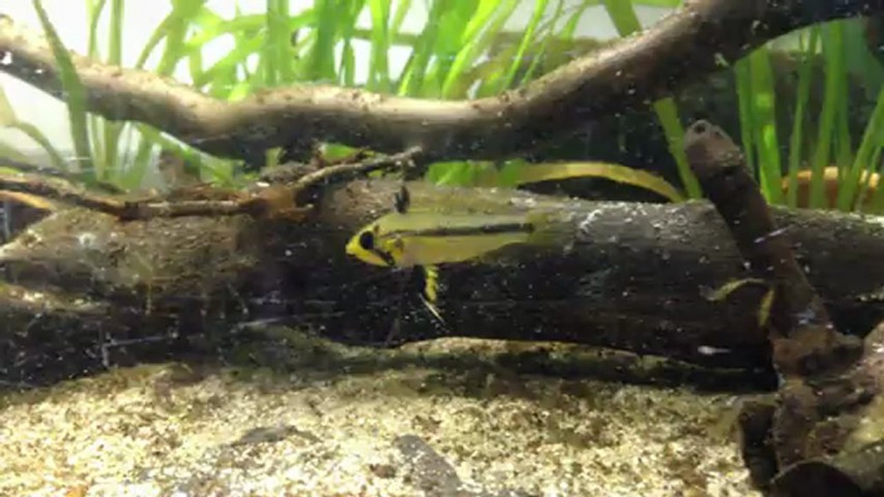 Apistogramma Cacatuoides F1