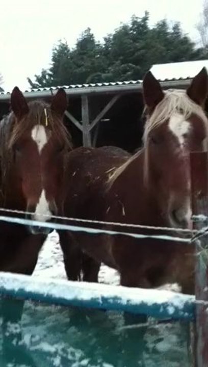 Balade dans la neige_18janv13