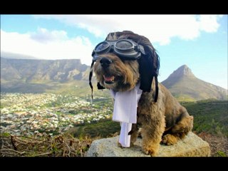 AROUND THE WORLD WOOF TOUR IMAGES