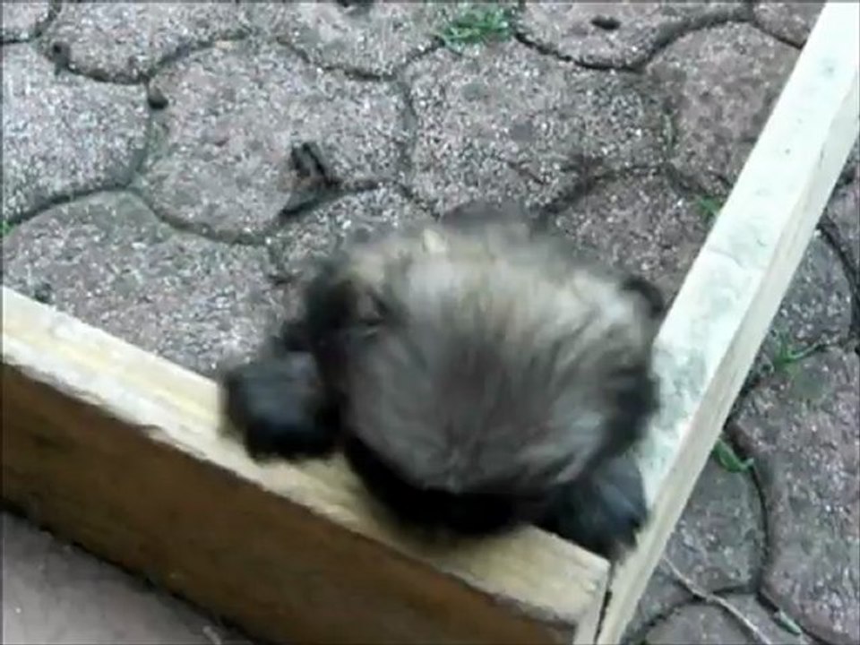 Ella et pekinois