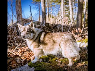 tutte le razze di cani del mondo parte 5