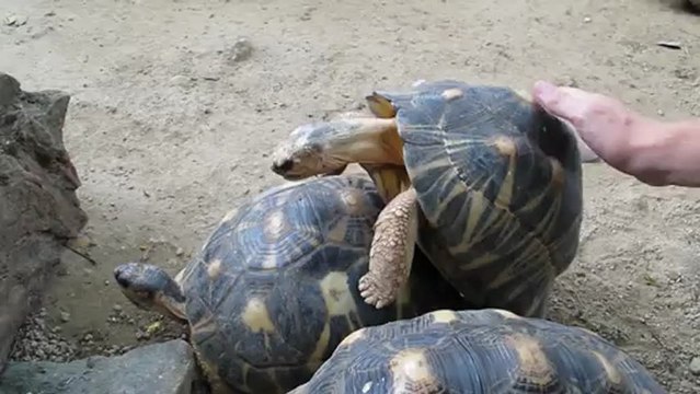 Accouplement tortues