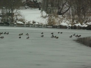 Les étangs de Commelles par temps de neige