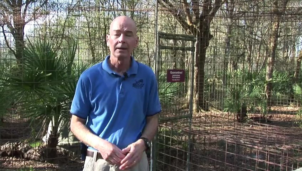 "Pet" African Serval Rescued