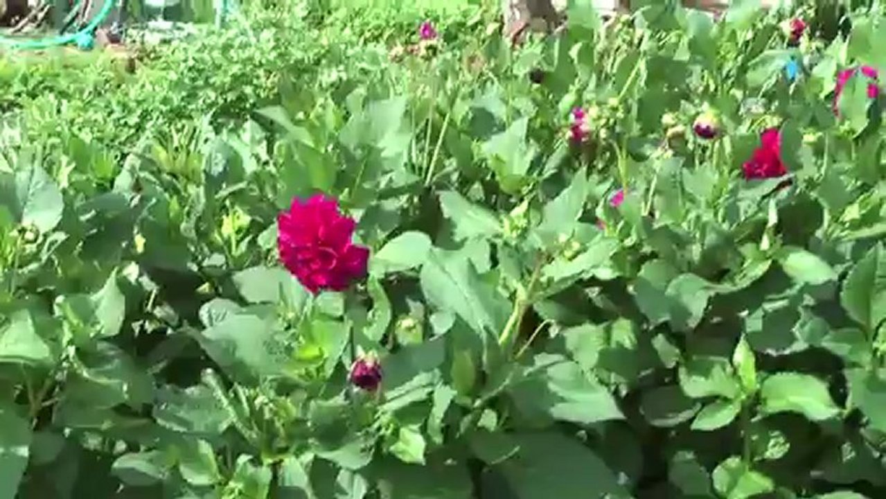 “Le Jardinier” reportage sur Laurent Navet (2011)