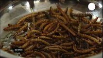 Insectos: Alimento proteico