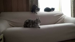 Kot Zastrzeżenia Couch jako własny
