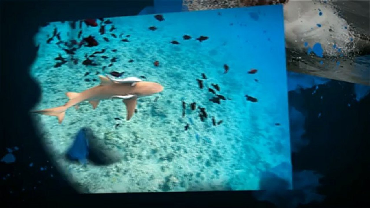 Sharks! - An Educational Look Into Facts About Sharks!