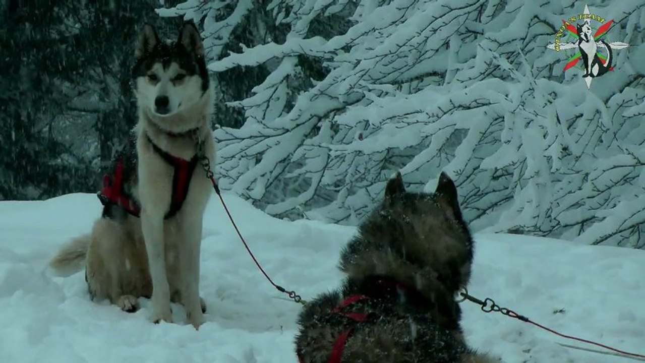 Week end avec Otxoa's team et nos chiens de traîneau