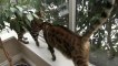 Talkative Bengal Cats Rocket & Rumble Linus Cat Tips