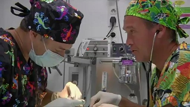 TV3 - Dijous, a les 21.50 a TV3 - Veterinaris