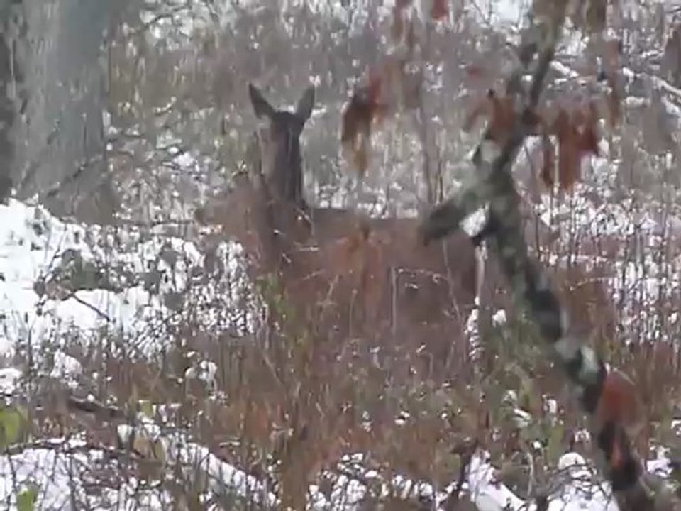 biche Dans le PRNFO