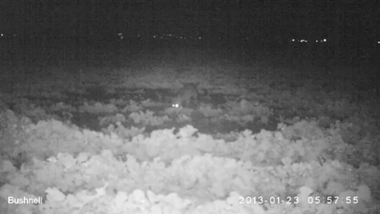 renard_23_01_2013_3/5