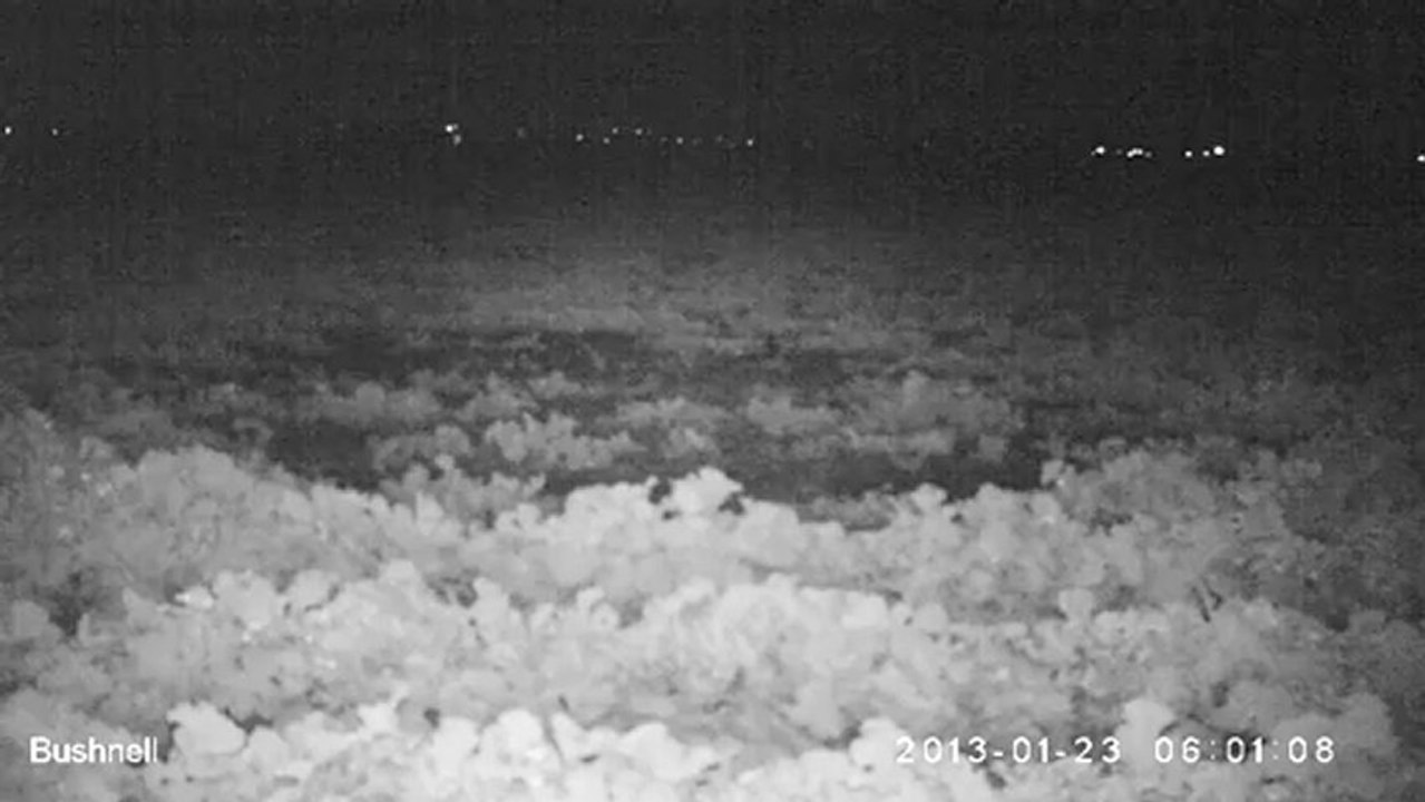 renard_23_01_2013_5/5