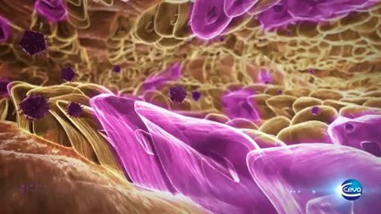 TRIBIA - CEVA - TRANSMUNE