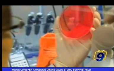 Nuove cure per patologie umane dallo studio sui pipistrelli