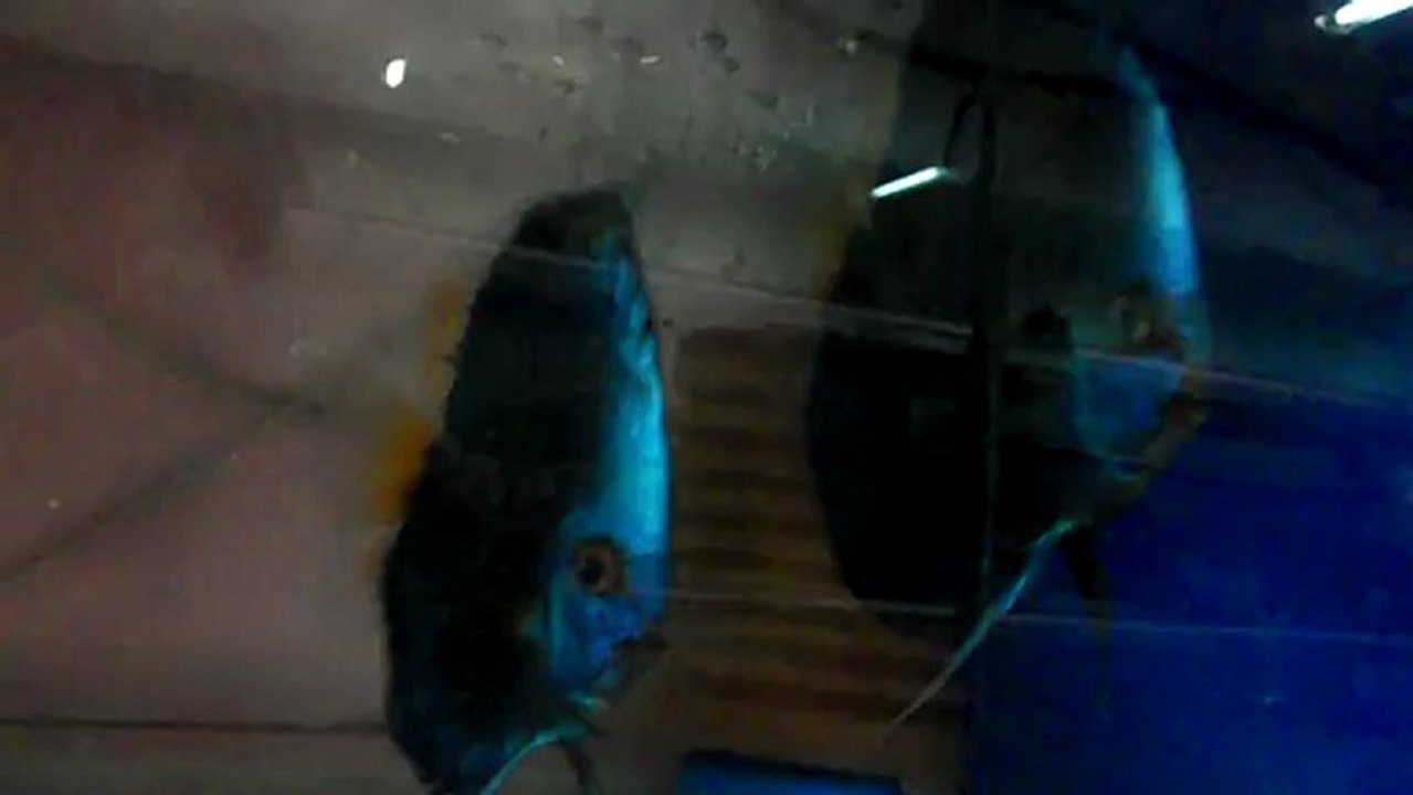 blue diamond çifti ve yavruları