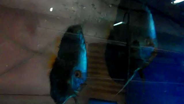 blue diamond çifti ve yavruları