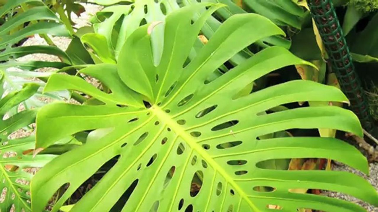 Why Do Swiss Cheese Plants Have Holes? video Dailymotion