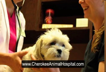 Why get a Micro Chip for my Pet? -  Cherokee Animal Hospital Canton GA