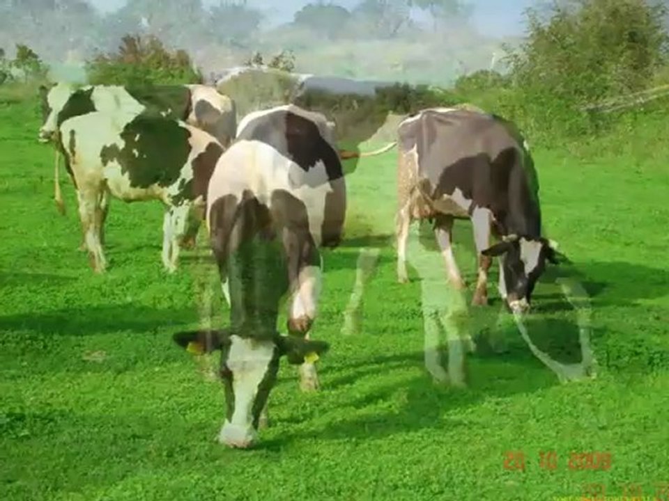 Mera cesitleri,mera bitkisi,mera bitkileri,