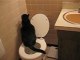 Cat Pees In Toilet