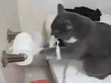 Kedi Tuvalet Kağıdına Karşı