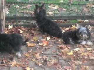 3 petits yorks toys