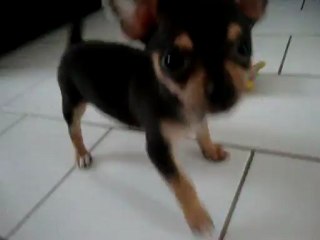 MOV06269 chihuahua 9 semaines