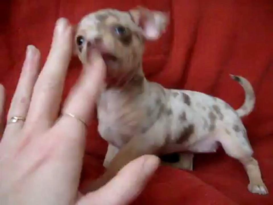 MOV06265 chihuahua