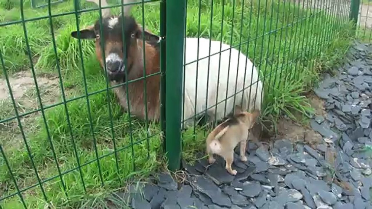 Jolies femelles chihuahua LOF disponibles a la réservation !