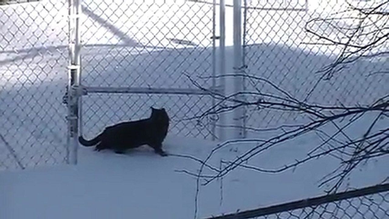 Gato Shiva