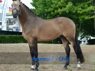 Ulysse Suprême Pub Présentation étalon