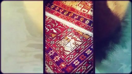 Steam Dry Carpet & Upholstery - (801) 668-9268