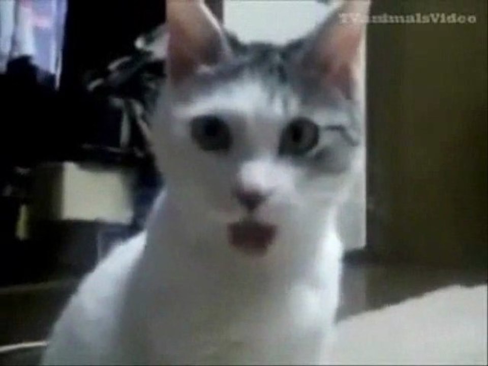 compilation de chat 2013