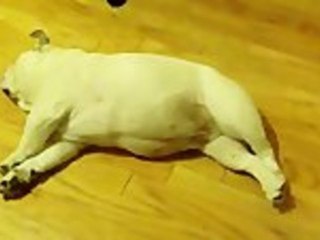 Bulldog Sleep Barking