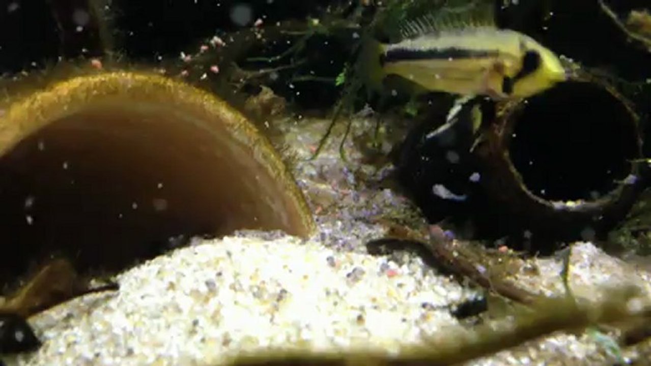 Apistogramma Cacatuoides Pérou F1