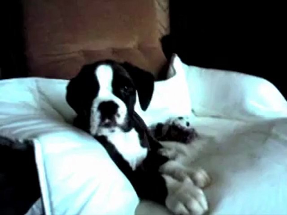 Giotto et Guenièvre du Dolon - "couché !" - 2 mois et 12 jours - 30 12 11