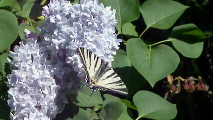 Flambé butinant du lilas